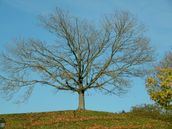 tree